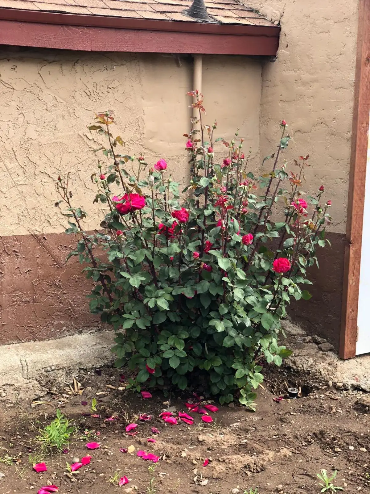Haven Inn of Chico 7