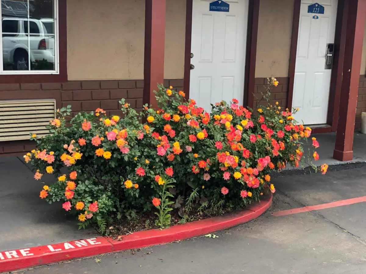 Haven Inn of Chico 8