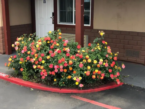 Haven Inn of Chico 5