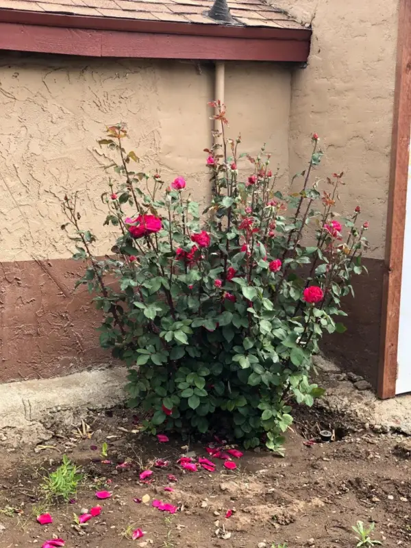 Haven Inn of Chico 7
